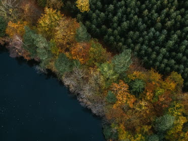 En bild tagen ovanifrån där man ser en skog och en sjö. Bladen på träden i skogen är färgade av hösten.