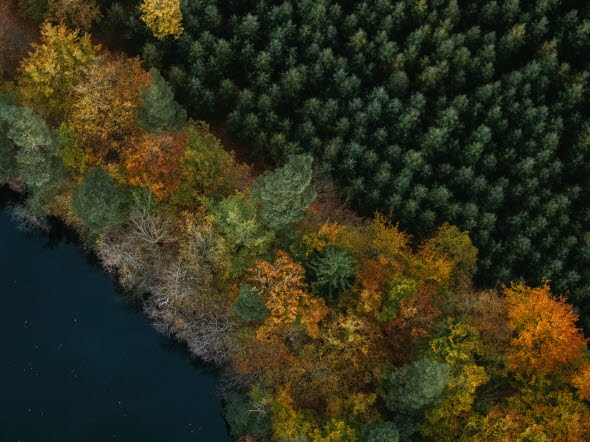 Skog uppifrån om hösten
