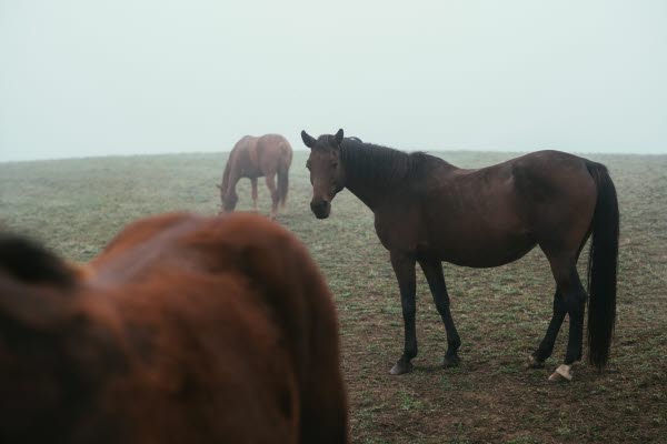 Bild på hästar. 