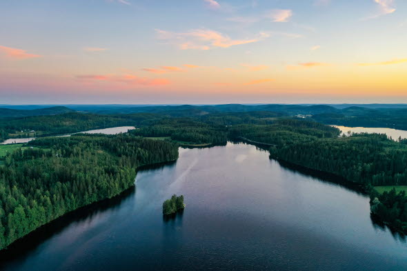 Bild på en skog.
