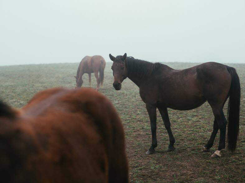 En bild på tre hästar på ett dimmigt fält.